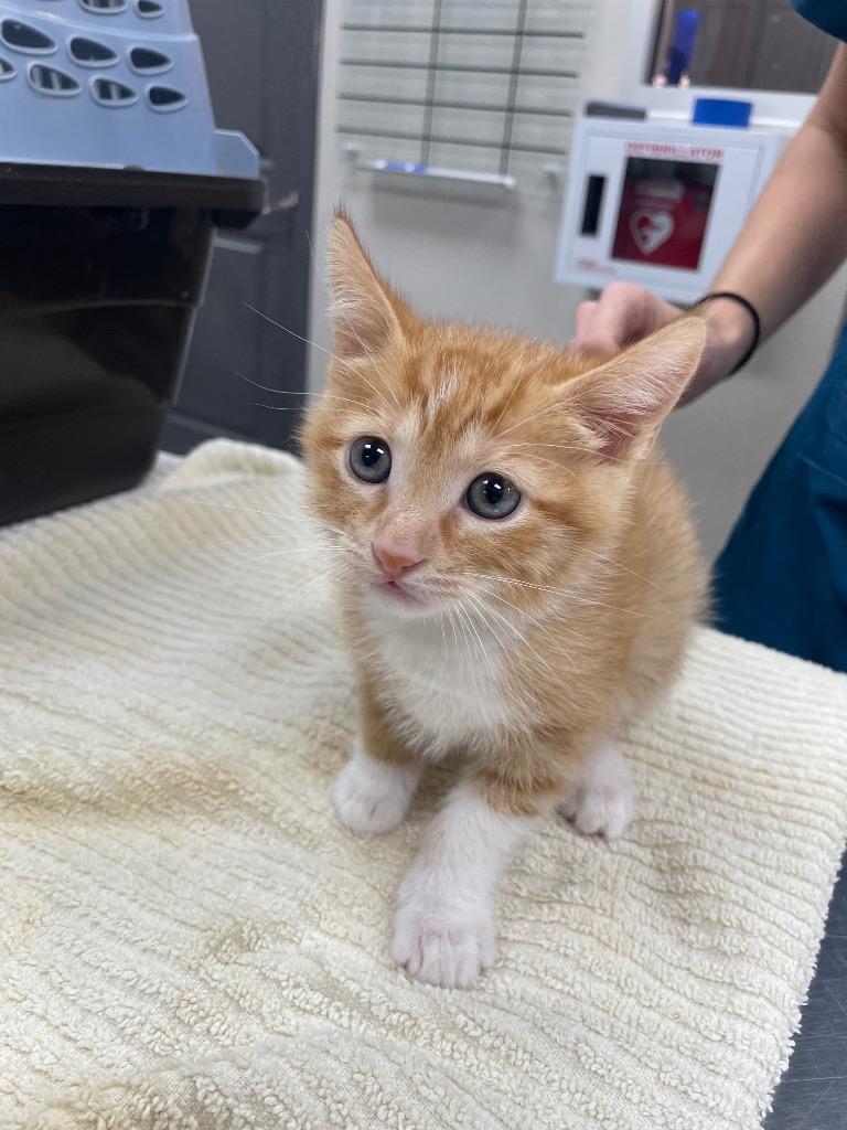 Duke, Adoptable, Kitten Male Domestic Short Hair.
