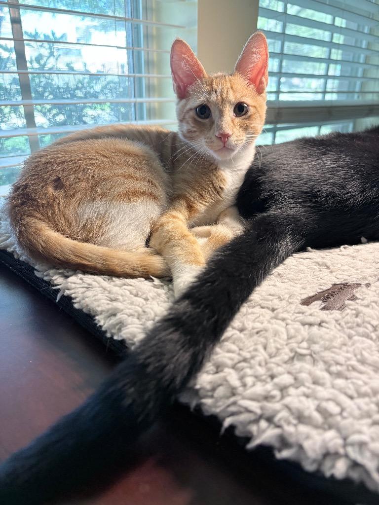 Enlarge Duke, a Adoptable mixed breed in Spring, TX image 3/6