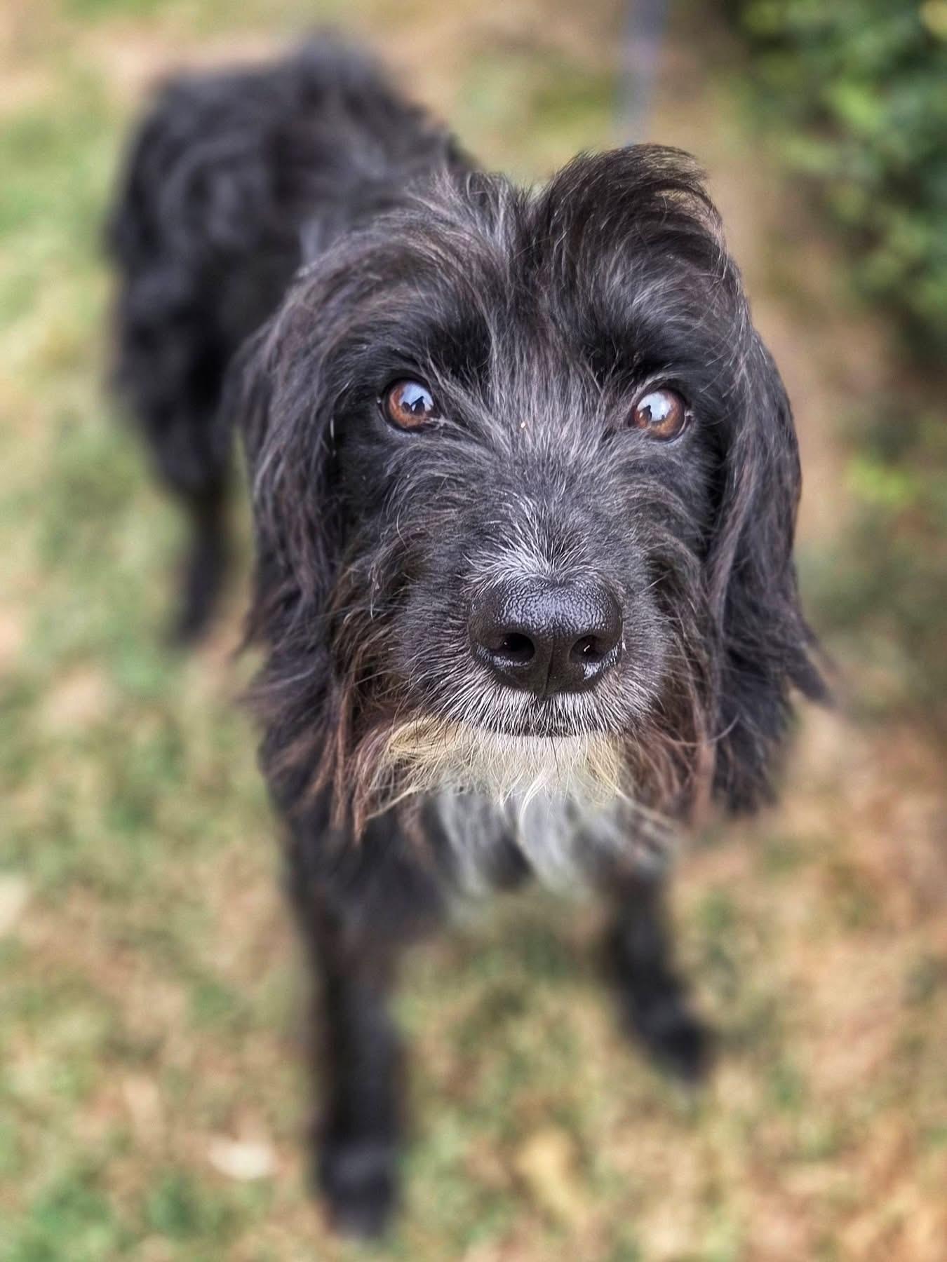 Enlarge Timmy, a ADOPTABLE mixed breed in Mendham, NJ image 1/4