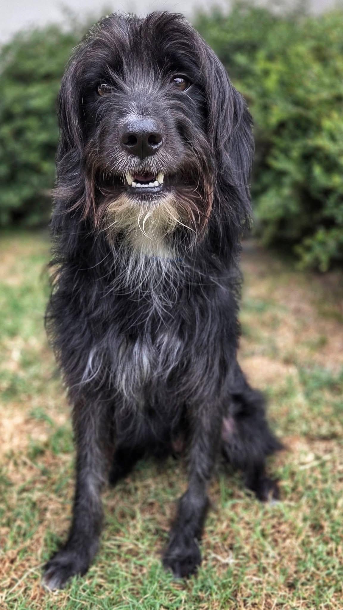 Enlarge Timmy, a ADOPTABLE mixed breed in Mendham, NJ image 4/4