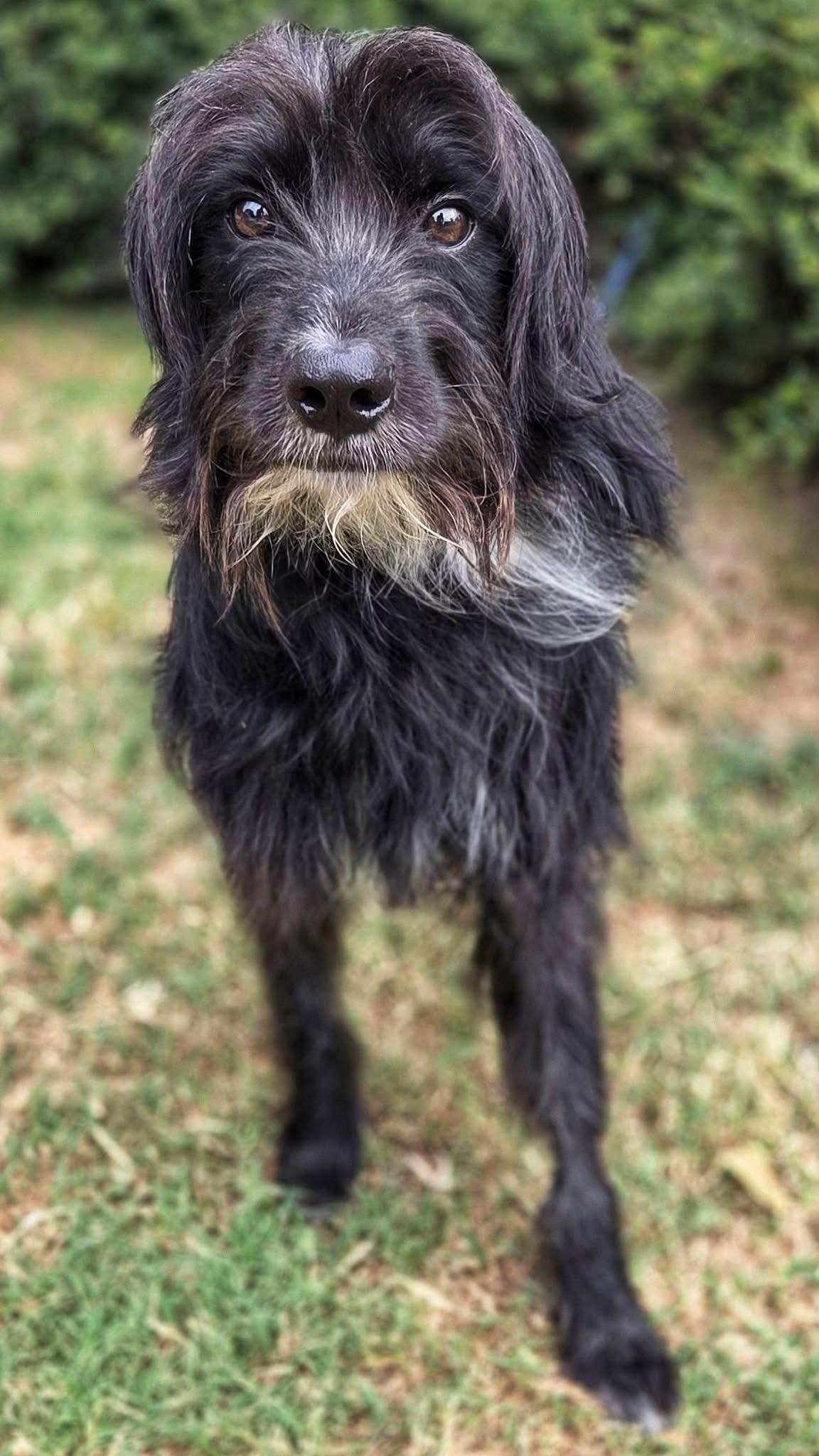 Enlarge Timmy, a ADOPTABLE mixed breed in Mendham, NJ image 3/4