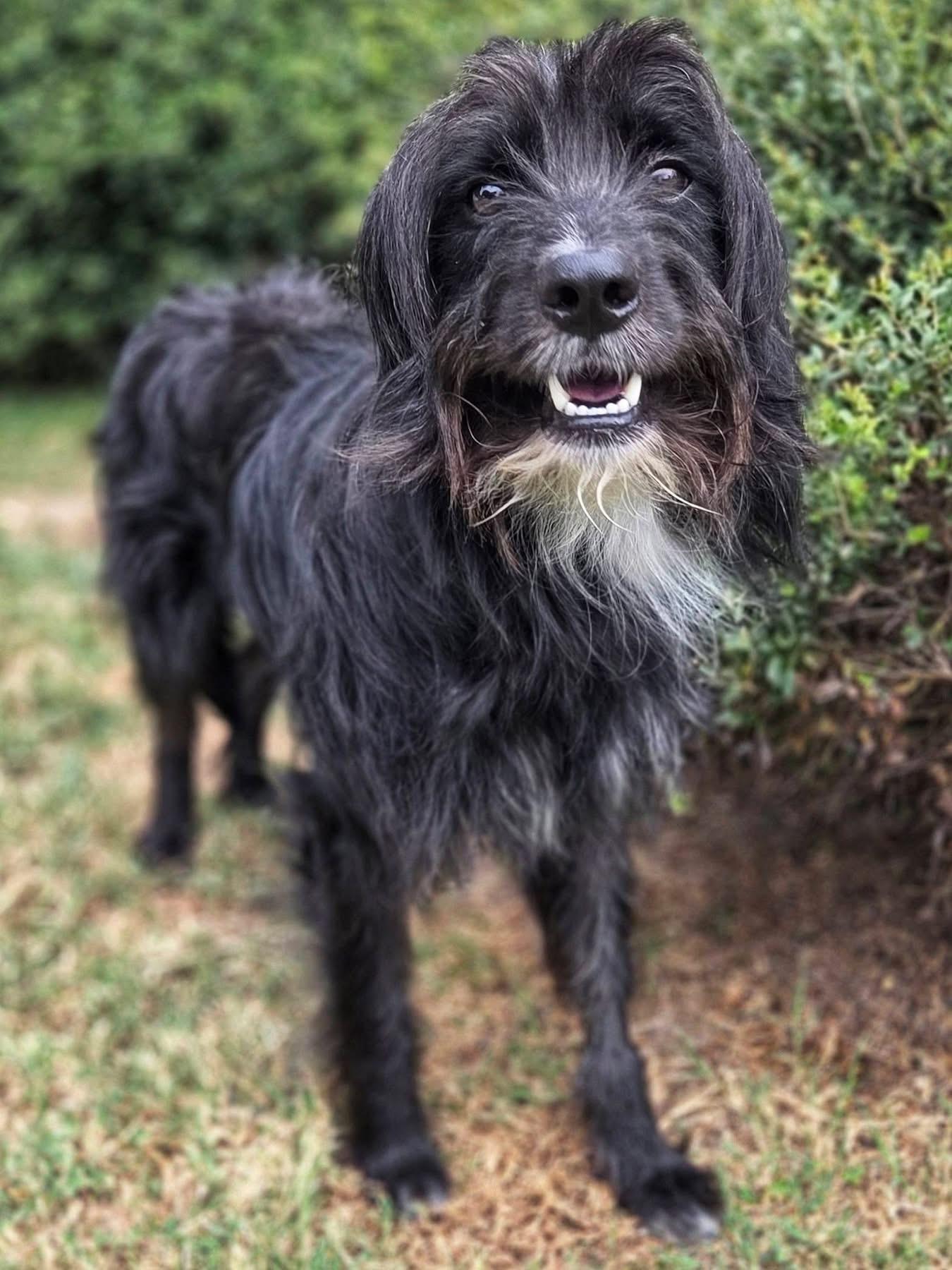 Enlarge Timmy, a ADOPTABLE mixed breed in Mendham, NJ image 2/4