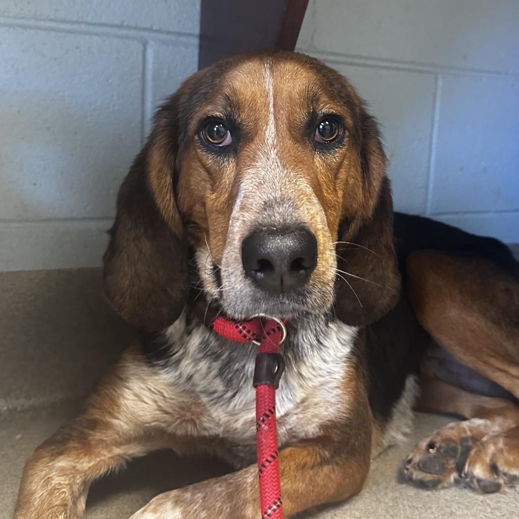 Enlarge Redden, a Adoptable Mixed Breed in Fredericksburg, VA image 1/2