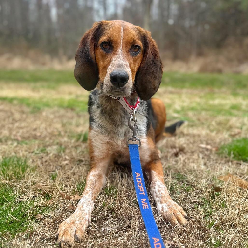 Enlarge Redden, a Adoptable Mixed Breed in Fredericksburg, VA image 2/2