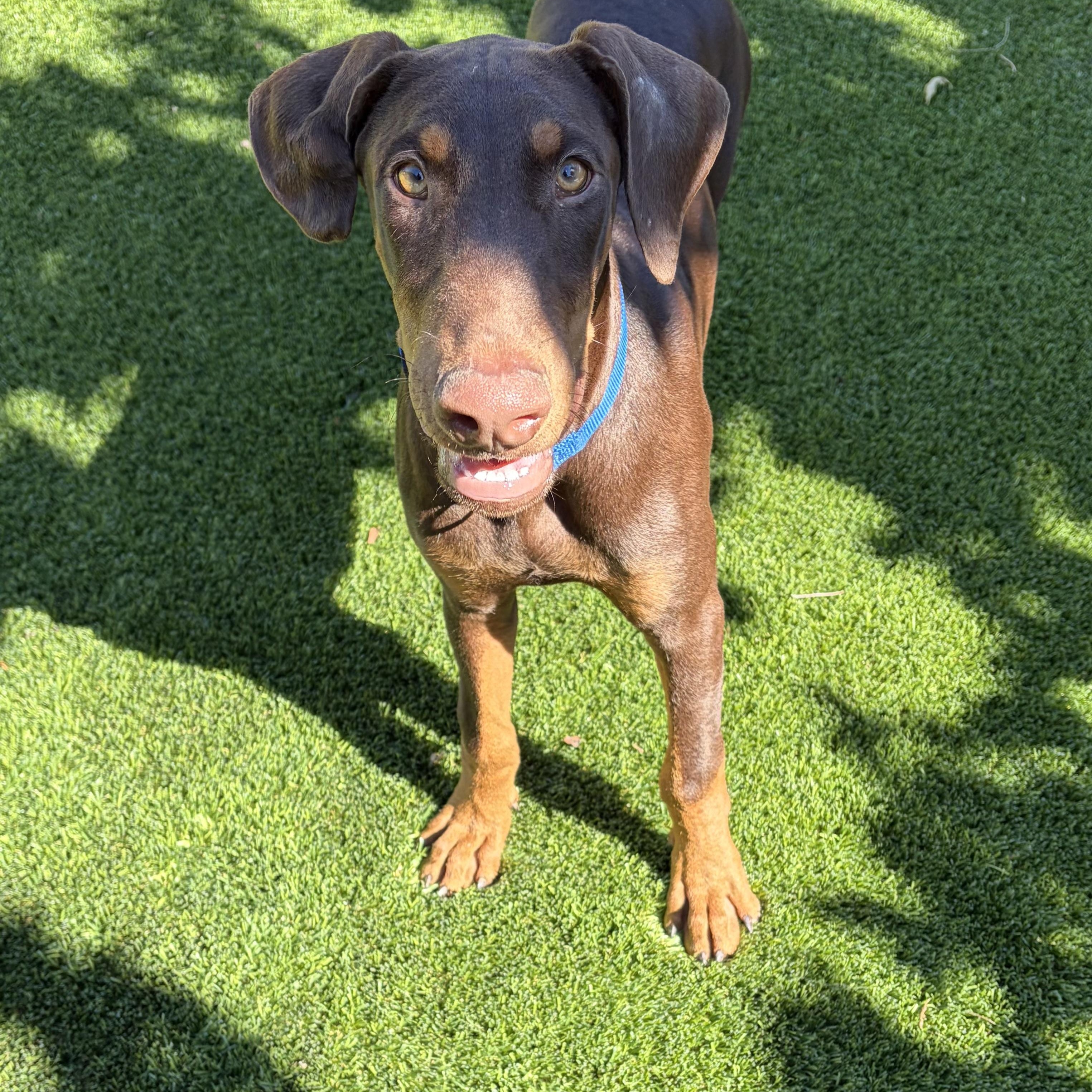 Enlarge Hutch, a Adoptable Doberman Pinscher in Phoenix, AZ image 2/5