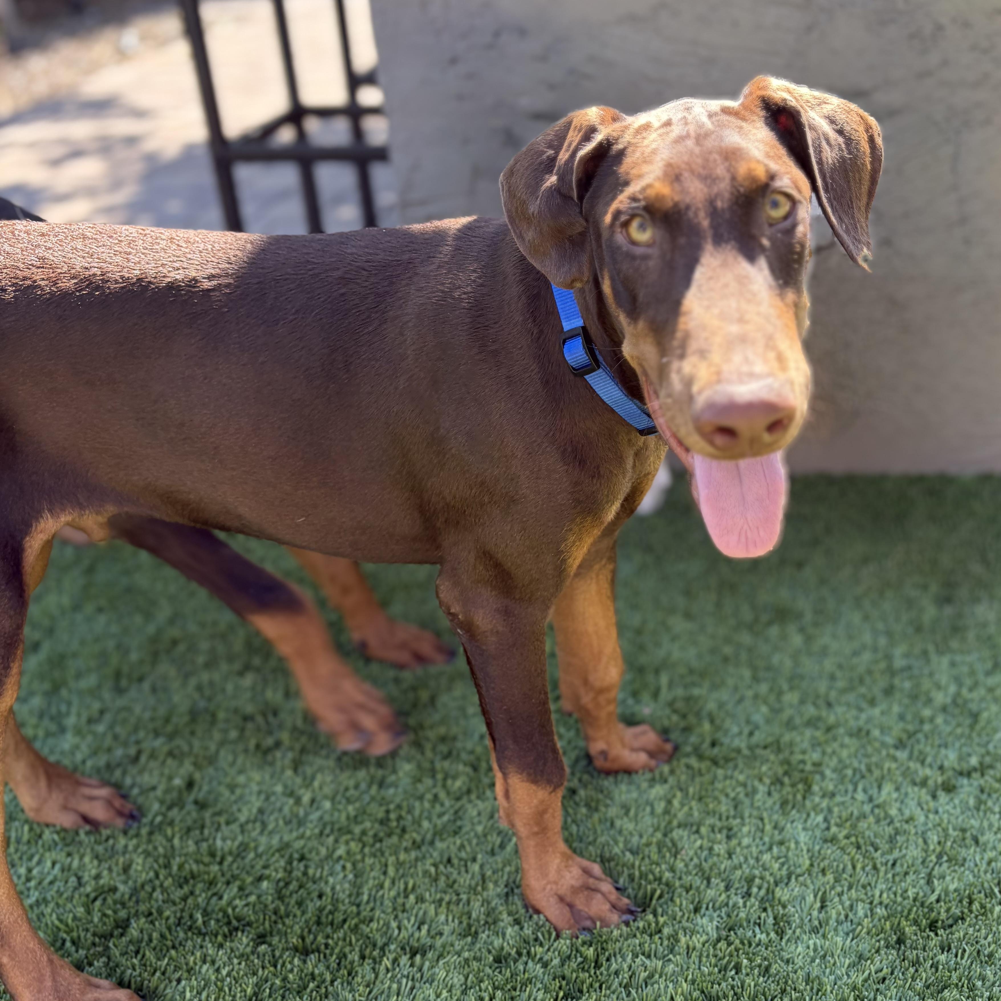 Enlarge Hutch, a Adoptable Doberman Pinscher in Phoenix, AZ image 3/5