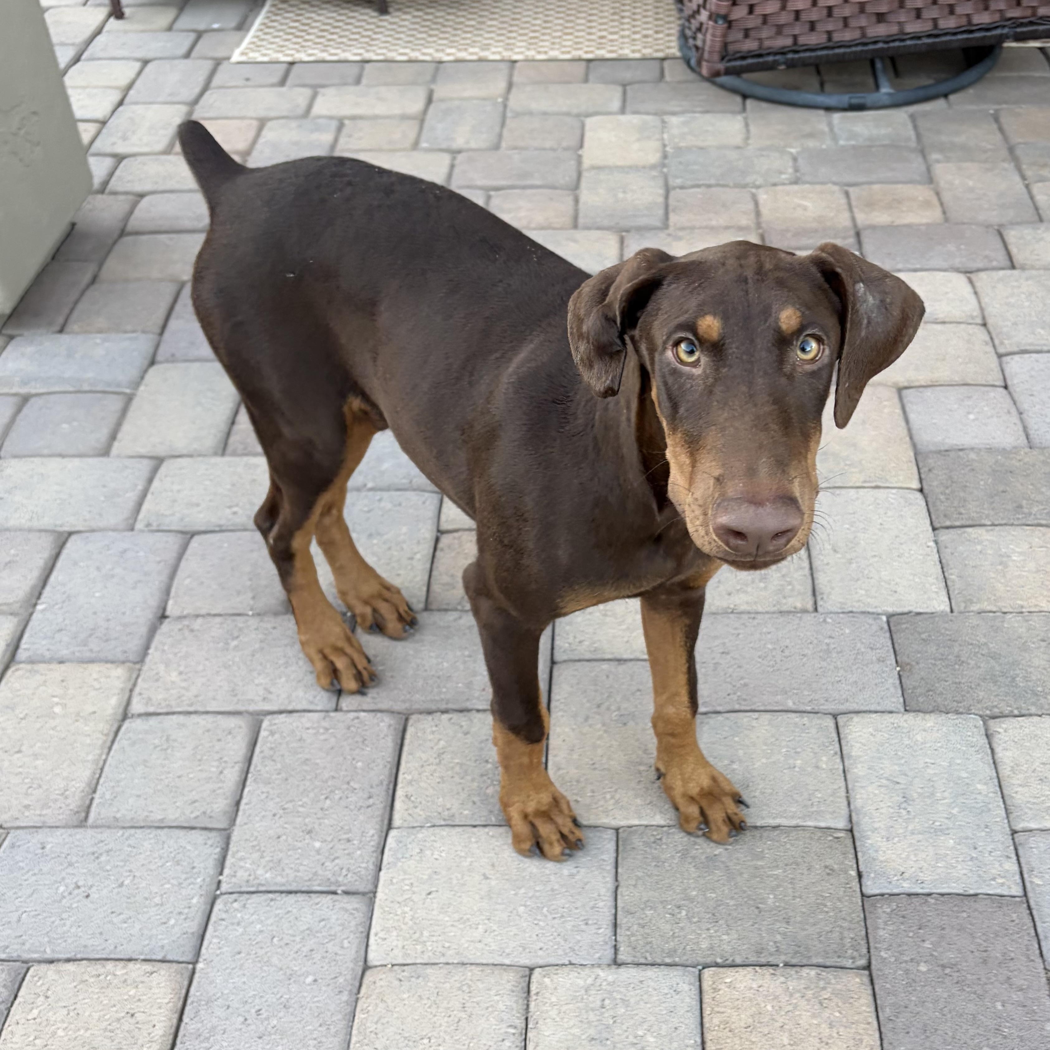 Enlarge Hutch, a Adoptable Doberman Pinscher in Phoenix, AZ image 4/5