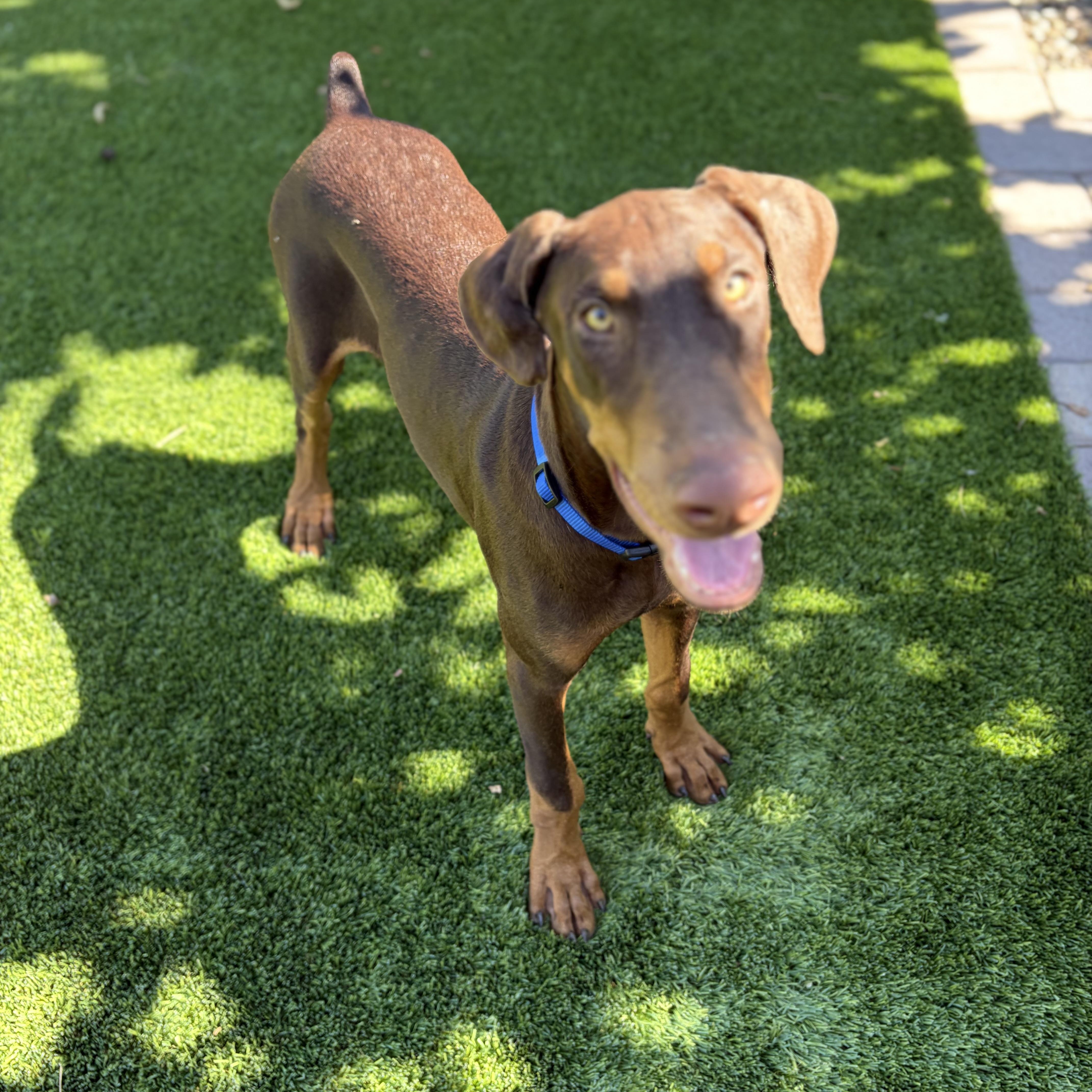 Enlarge Hutch, a Adoptable Doberman Pinscher in Phoenix, AZ image 5/5