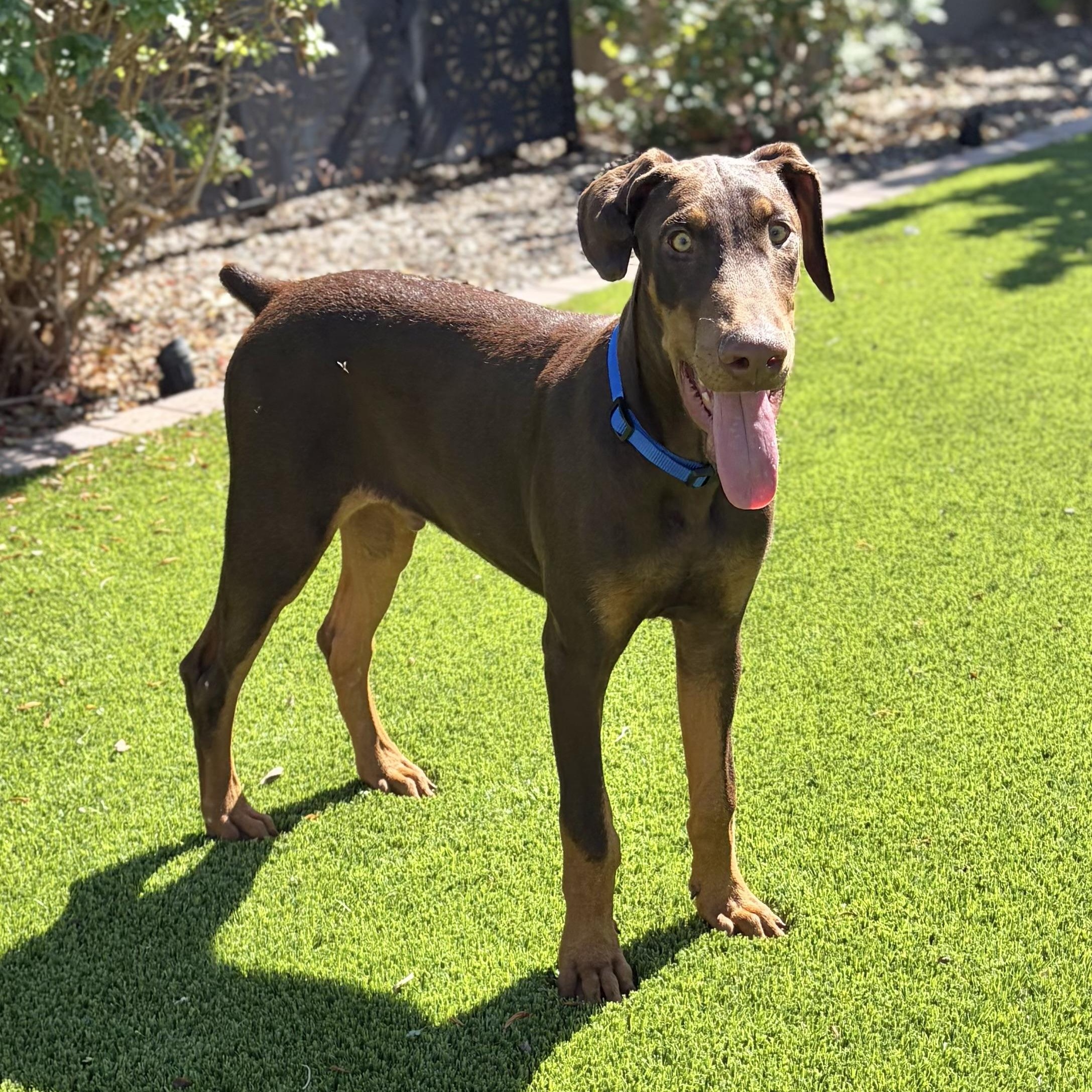 Hutch, Adoptable, Puppy Male Doberman Pinscher.
