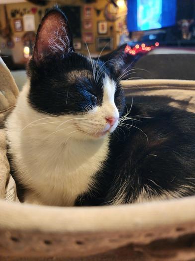 Enlarge Rebel, a Adoptable mixed breed in Boise, ID image 4/6