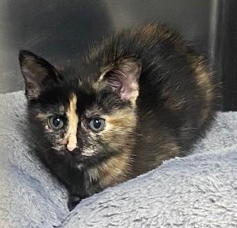 Enlarge Ditalini, an adopted Tortoiseshell in Allegan, MI image 3/3