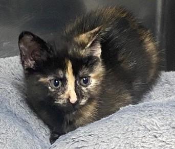 Enlarge Ditalini, an adopted Tortoiseshell in Allegan, MI image 2/3