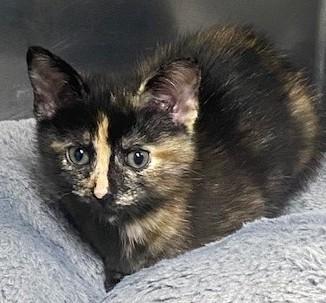 Ditalini, adopted, Kitten Female Tortoiseshell.