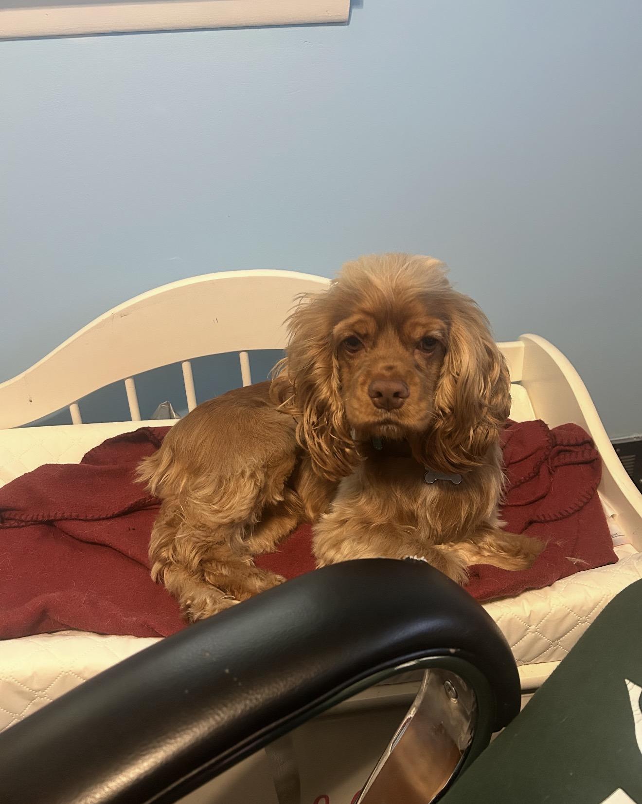 Tequila , ADOPTABLE, Young Male Cocker Spaniel.