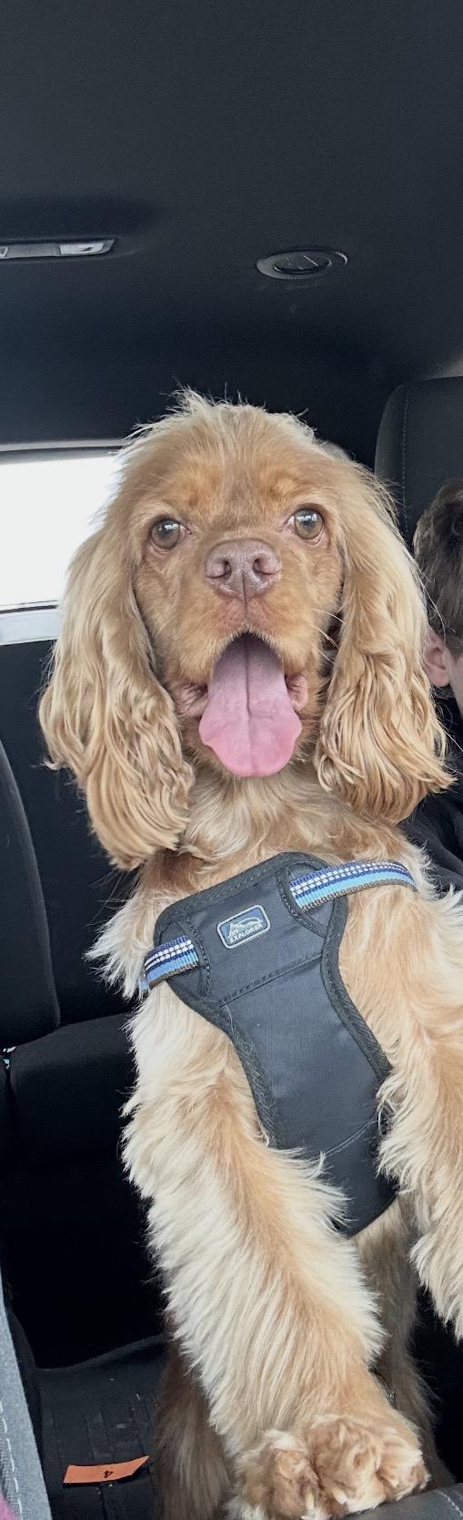 Enlarge Tequila , a ADOPTABLE Cocker Spaniel in Livonia, MI image 2/3