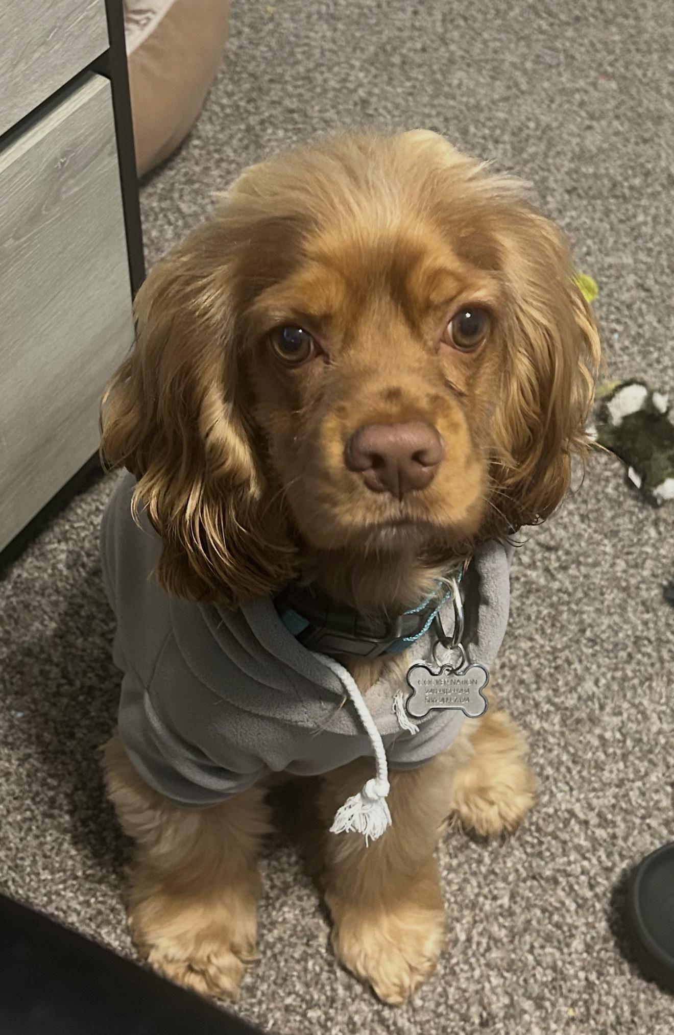 Enlarge Tequila , a ADOPTABLE Cocker Spaniel in Livonia, MI image 3/3