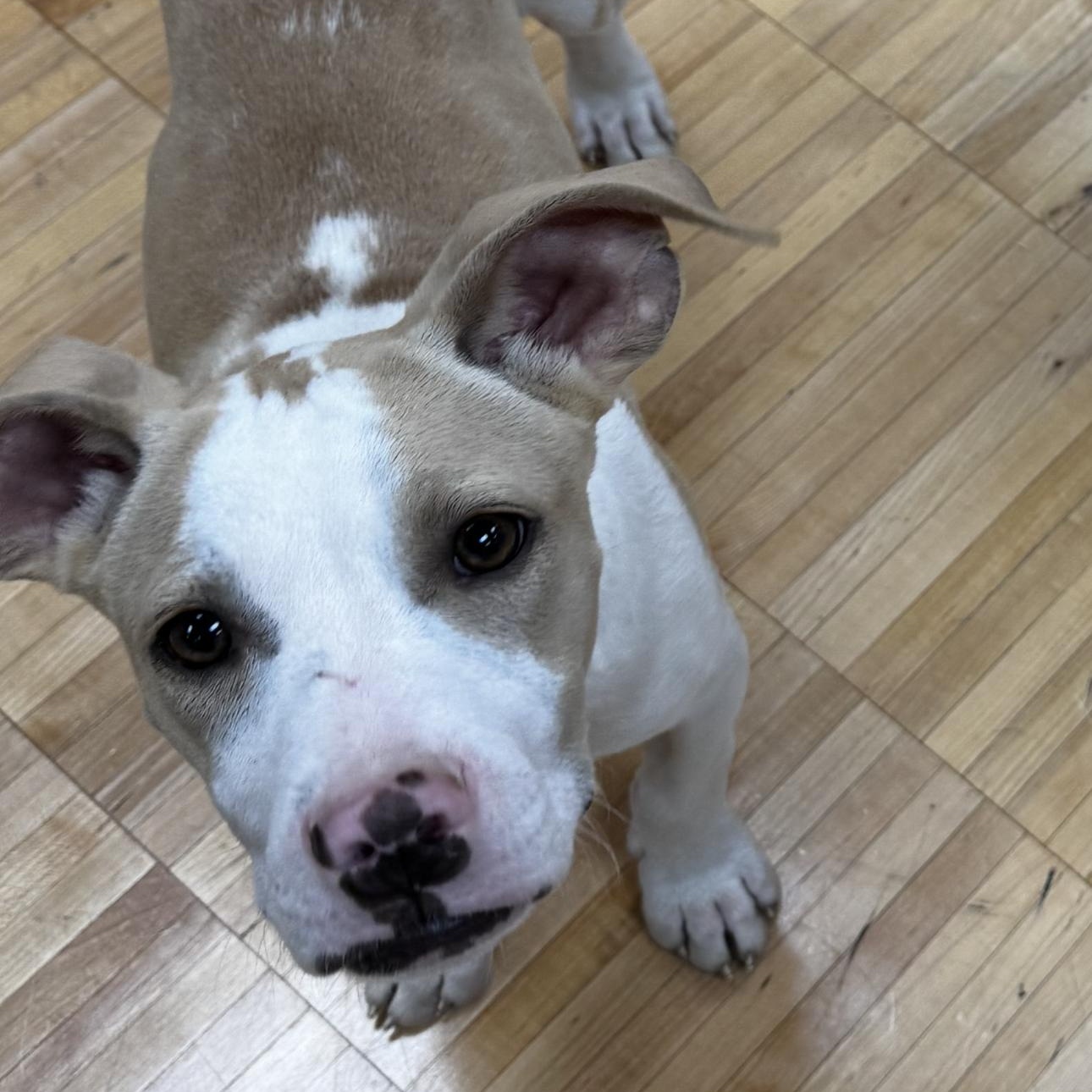 Enlarge Brystol, a Adoptable mixed breed in St Louis, MO image 3/4