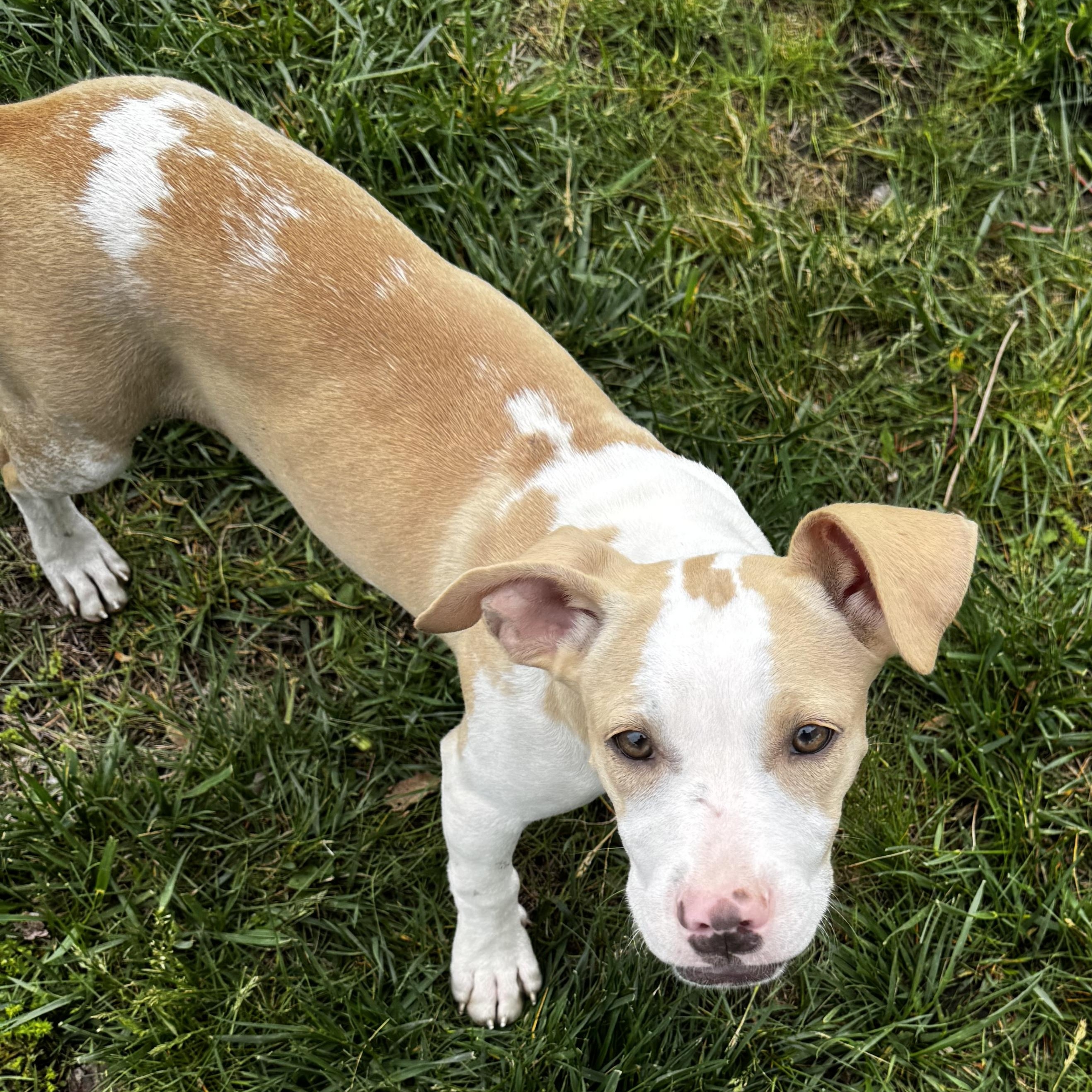 Enlarge Brystol, a Adoptable mixed breed in St Louis, MO image 4/4