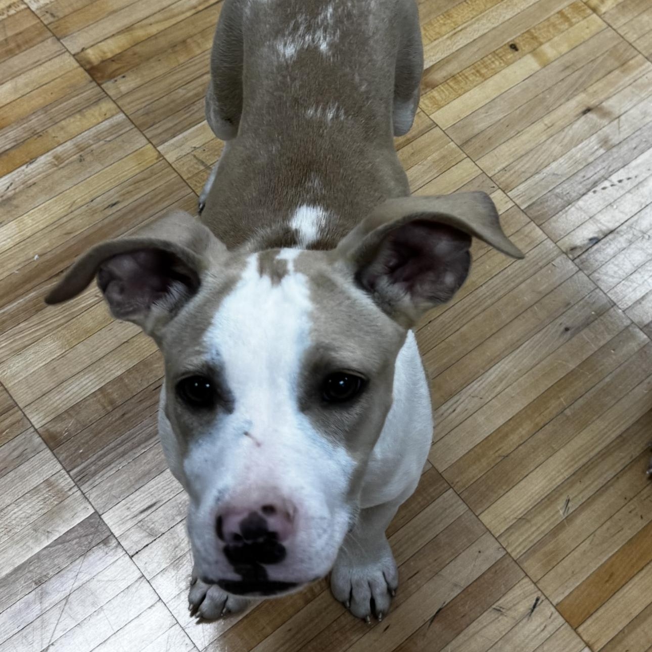 Brystol, Adoptable, Young Male Mixed Breed.