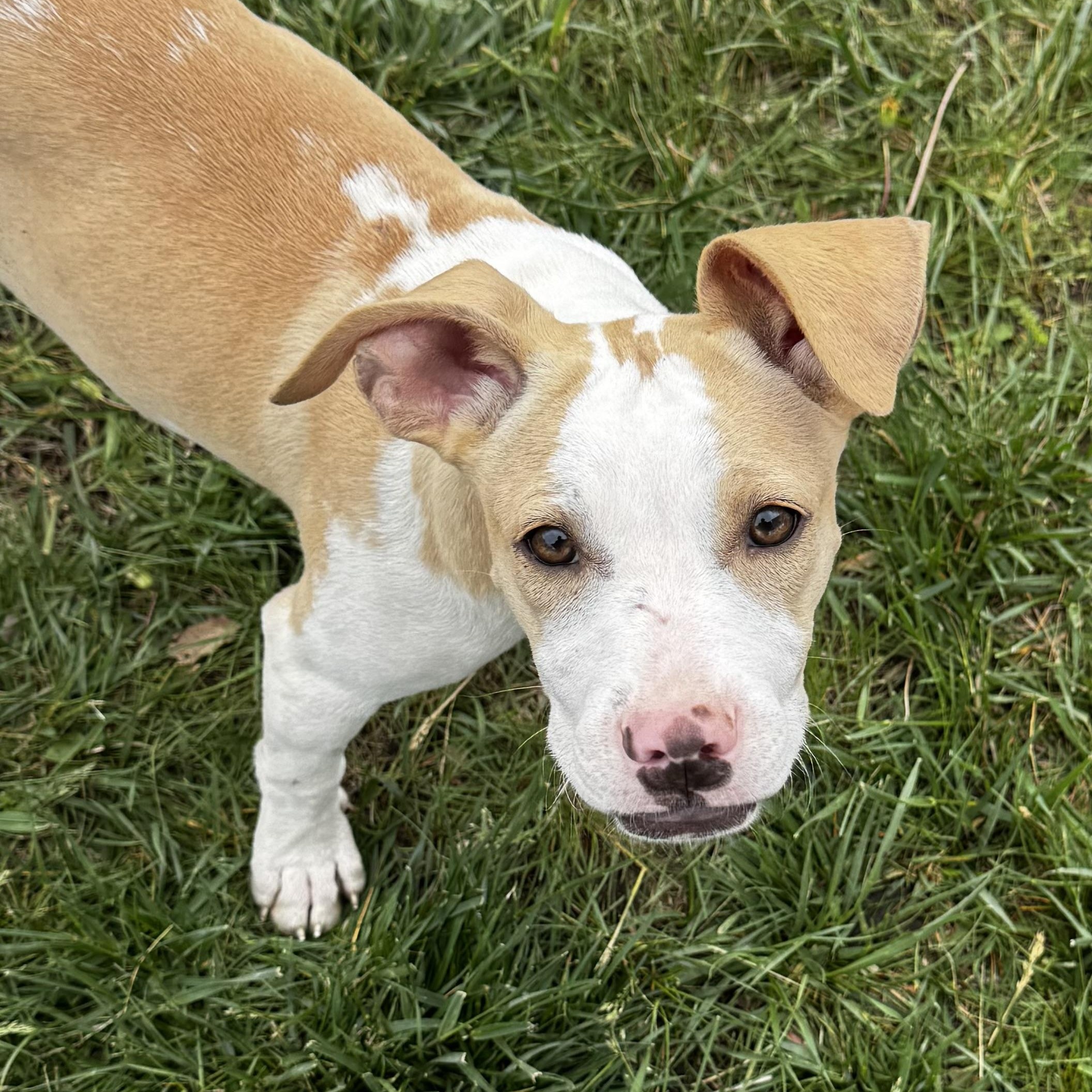 Enlarge Brystol, a Adoptable mixed breed in St Louis, MO image 2/4