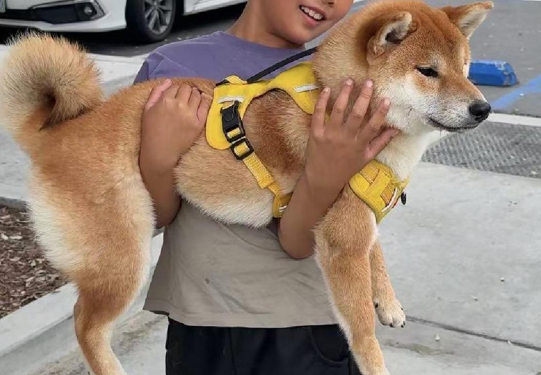 Enlarge Lucky, an adopted Shiba Inu in Van Nuys, CA image 2/2