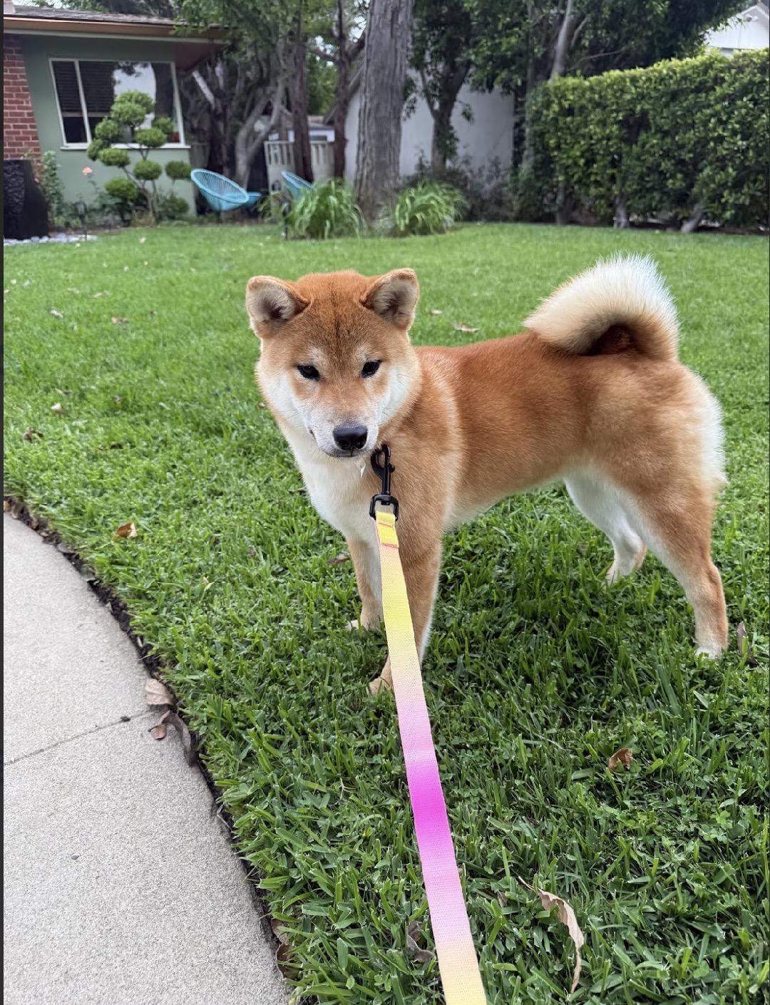 Enlarge Lucky, an adopted Shiba Inu in Van Nuys, CA image 1/2