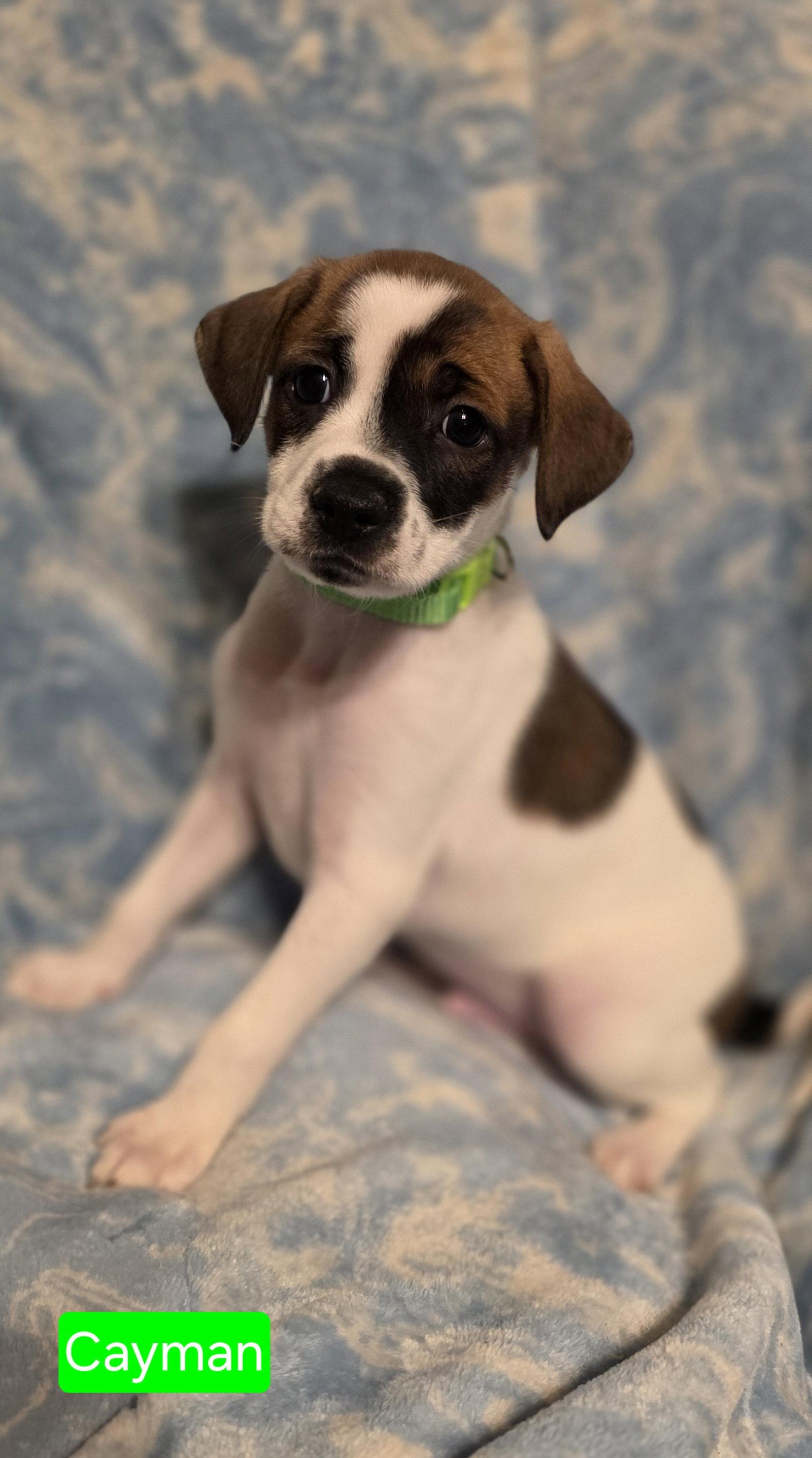 Cayman, Adoptable, Puppy Male Rat Terrier.