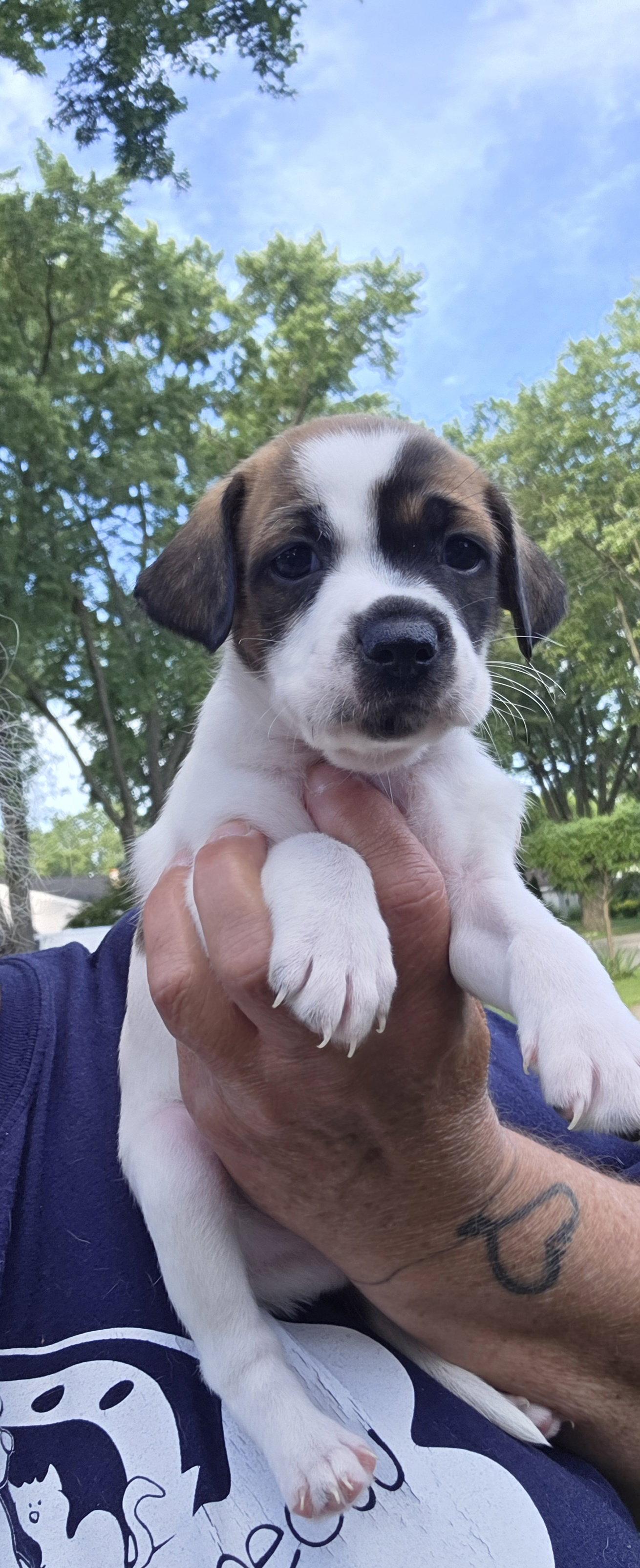Enlarge Cayman, a Adoptable Rat Terrier in Elgin, IL image 2/2