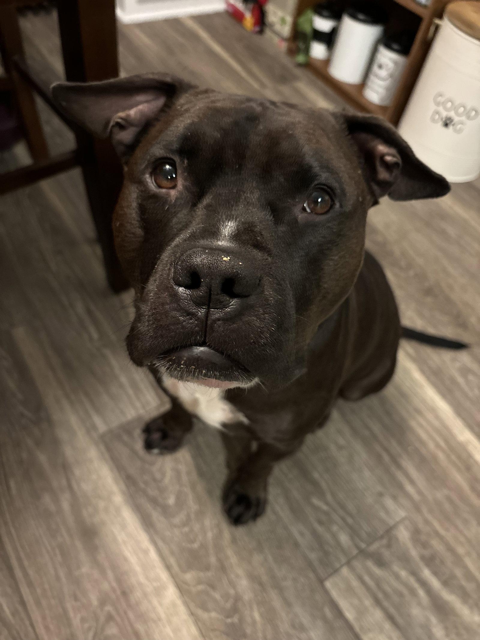 Wally, Adoptable, Young Male Staffordshire Bull Terrier.
