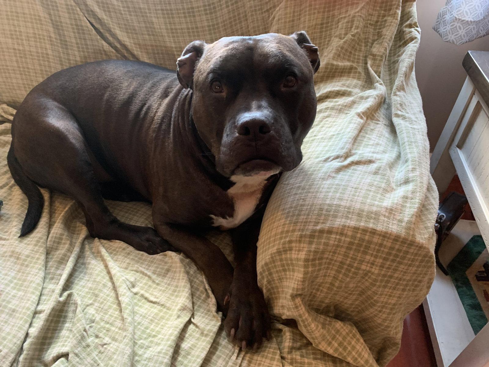 Enlarge Wally, a Adoptable Staffordshire Bull Terrier in Lockport, NY image 2/3