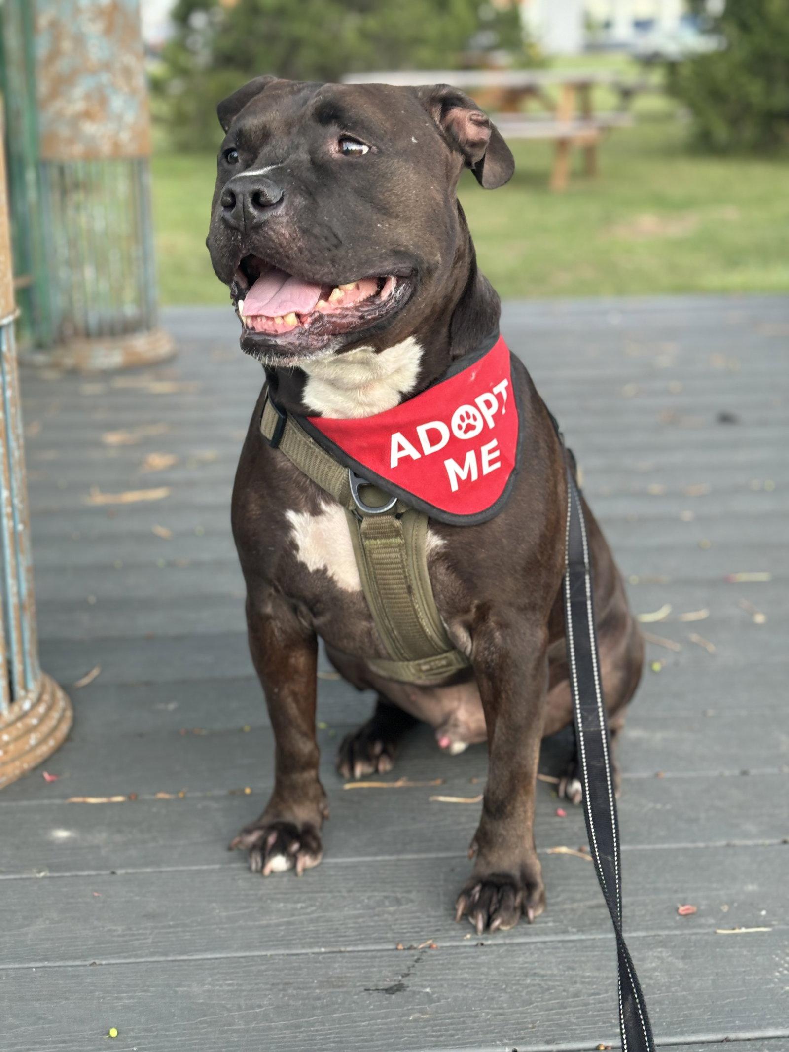 Enlarge Wally, a Adoptable Staffordshire Bull Terrier in Lockport, NY image 3/3