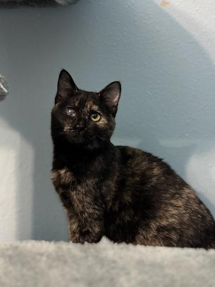 Enlarge Eyelah, a Adoptable mixed breed in Moses Lake, WA image 1/1