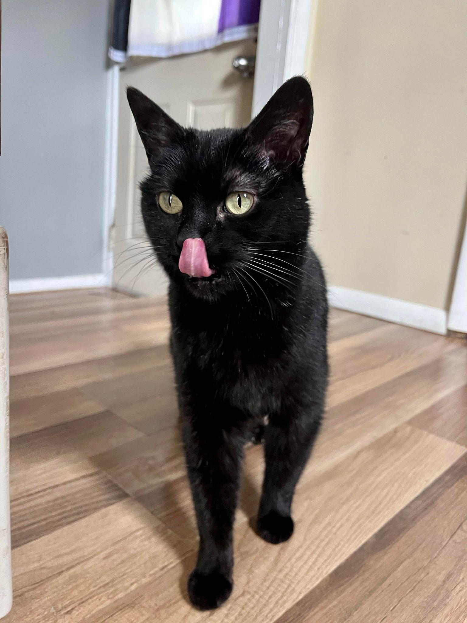 Enlarge Sheila, a Adoptable Domestic Short Hair in Burton, MI image 1/3