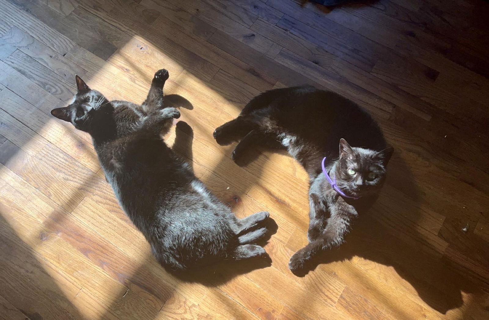 Sheila, Adoptable, Adult Female Domestic Short Hair.
