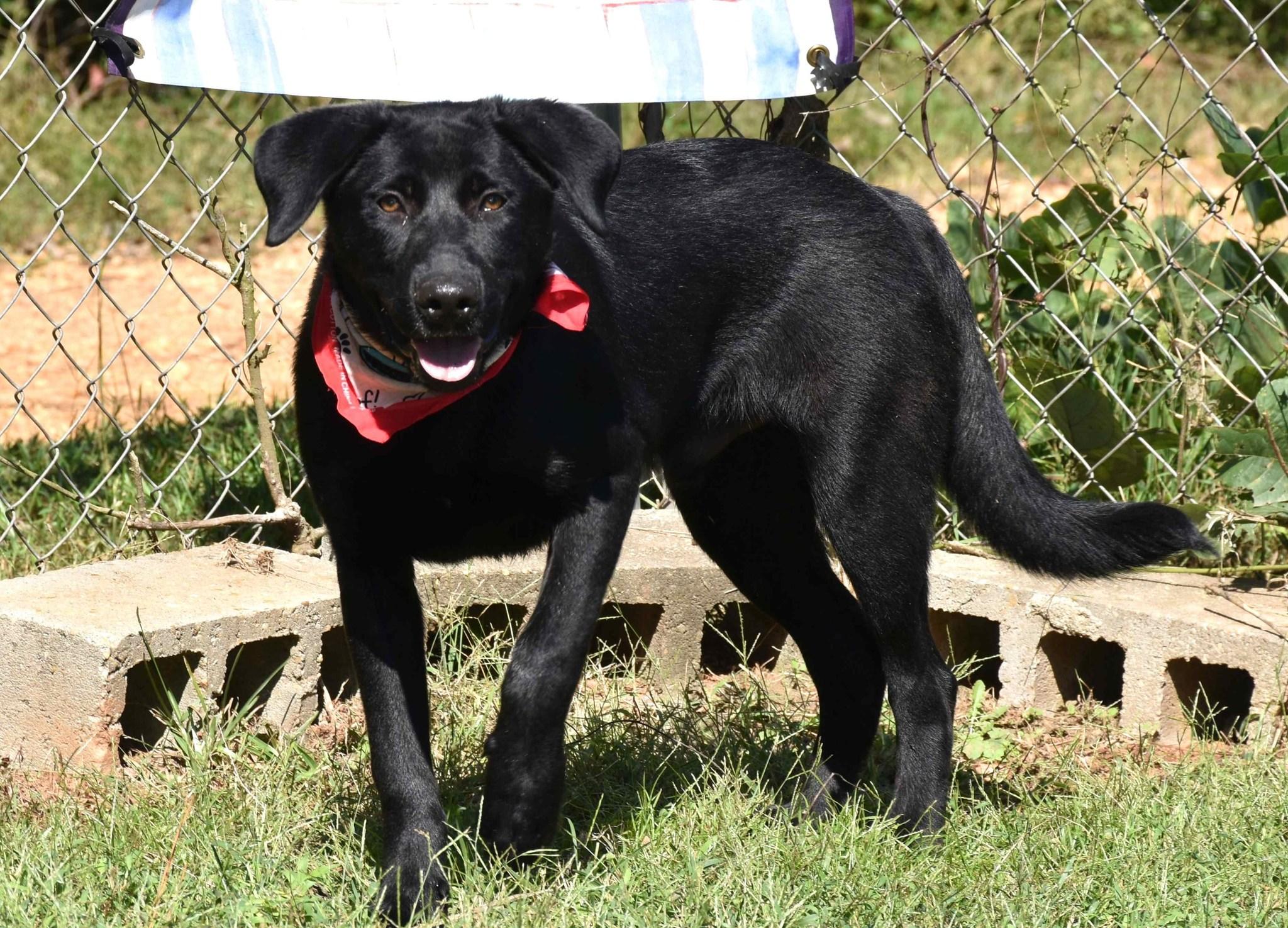 Zack, a Adoptable mixed breed in Wedowee, AL image 6/6