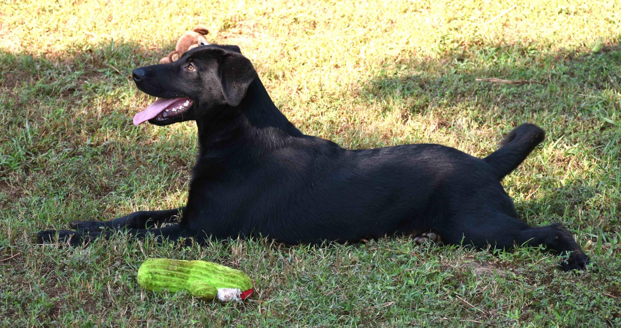 Zack, a Adoptable mixed breed in Wedowee, AL image 4/6