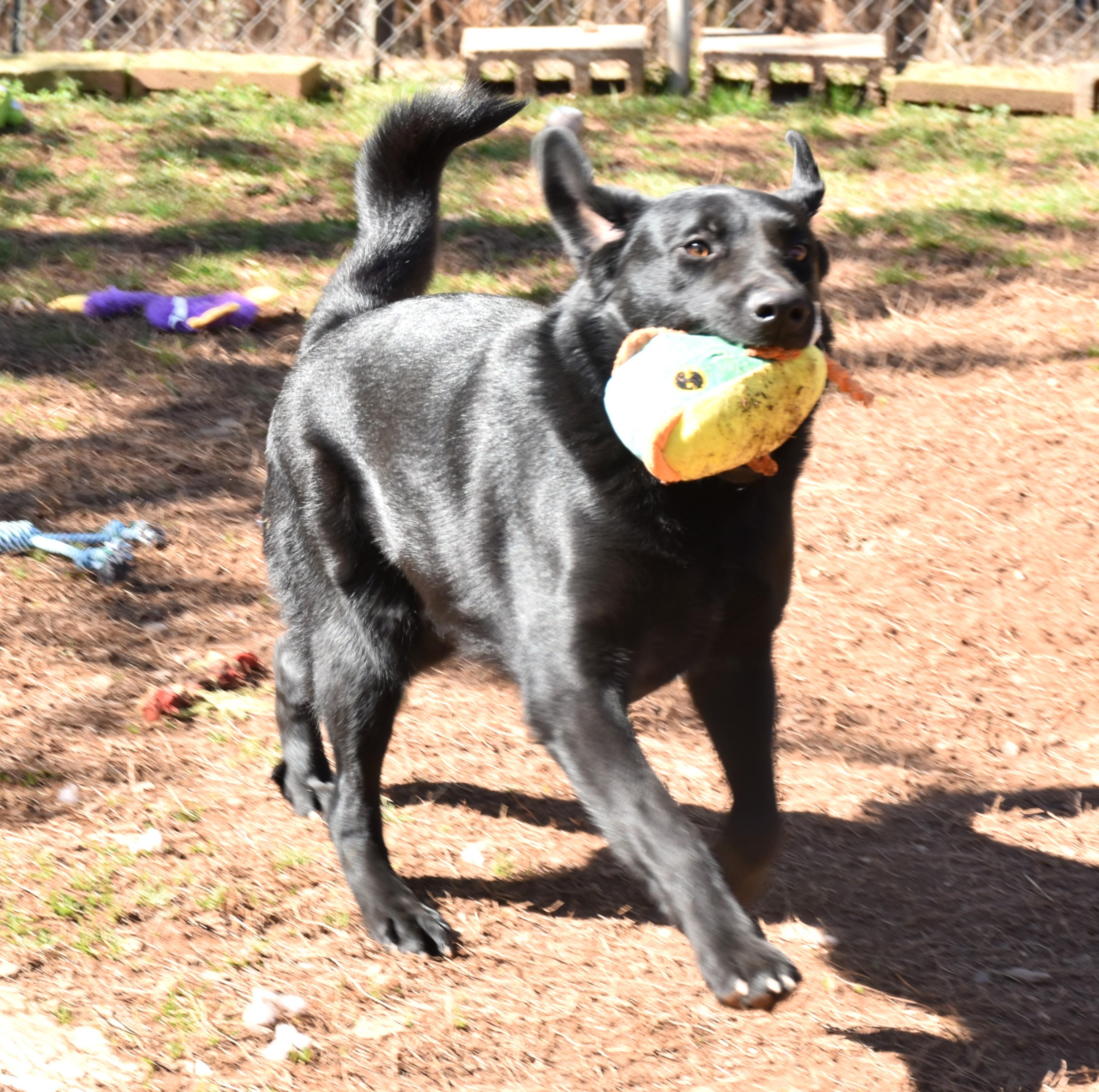 Enlarge Zack, a Adoptable mixed breed in Wedowee, AL image 4/6