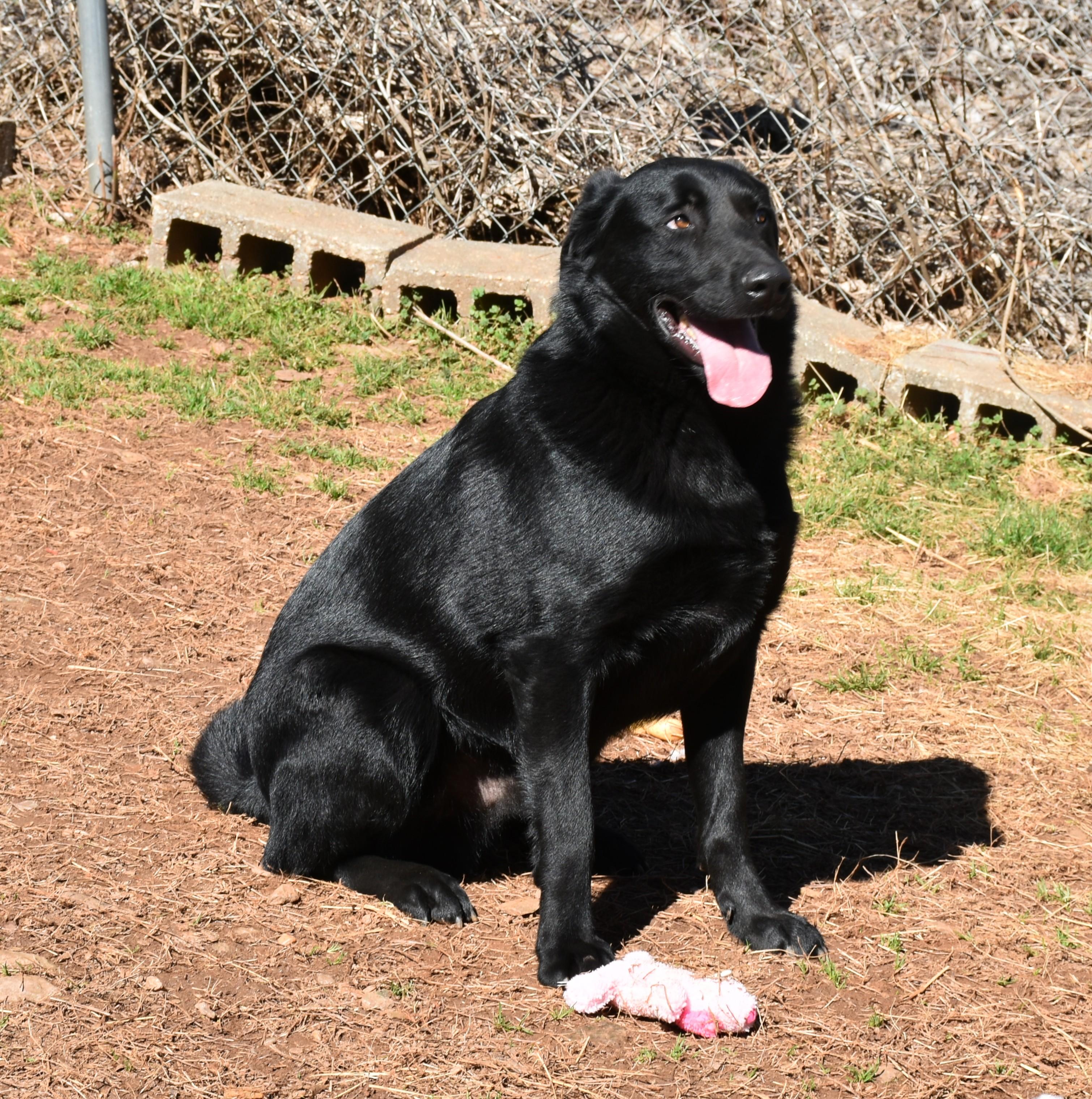 Enlarge Zack, a Adoptable mixed breed in Wedowee, AL image 3/6