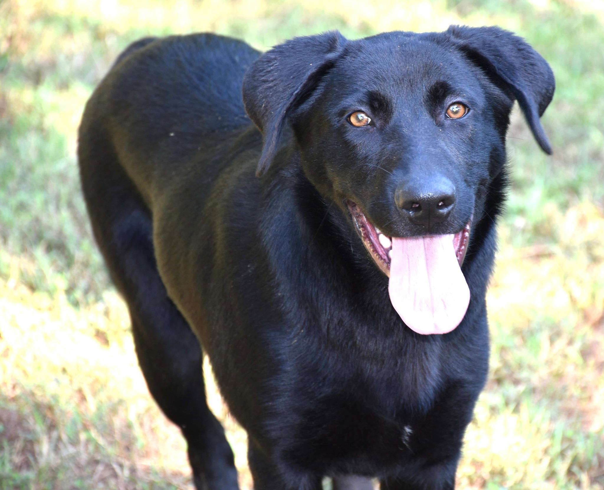 Zack, a Adoptable mixed breed in Wedowee, AL image 5/6