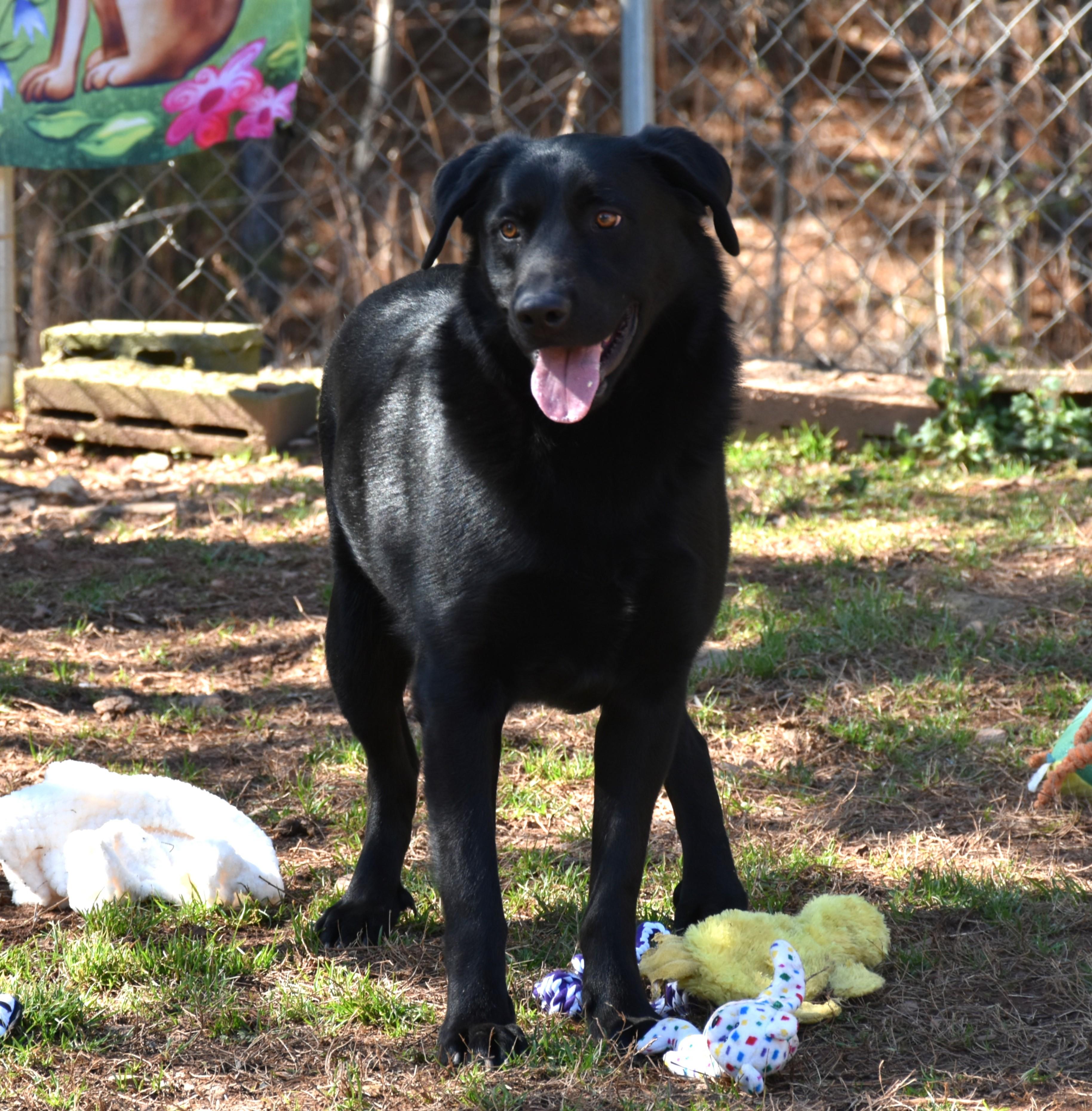 Enlarge Zack, a Adoptable mixed breed in Wedowee, AL image 2/6