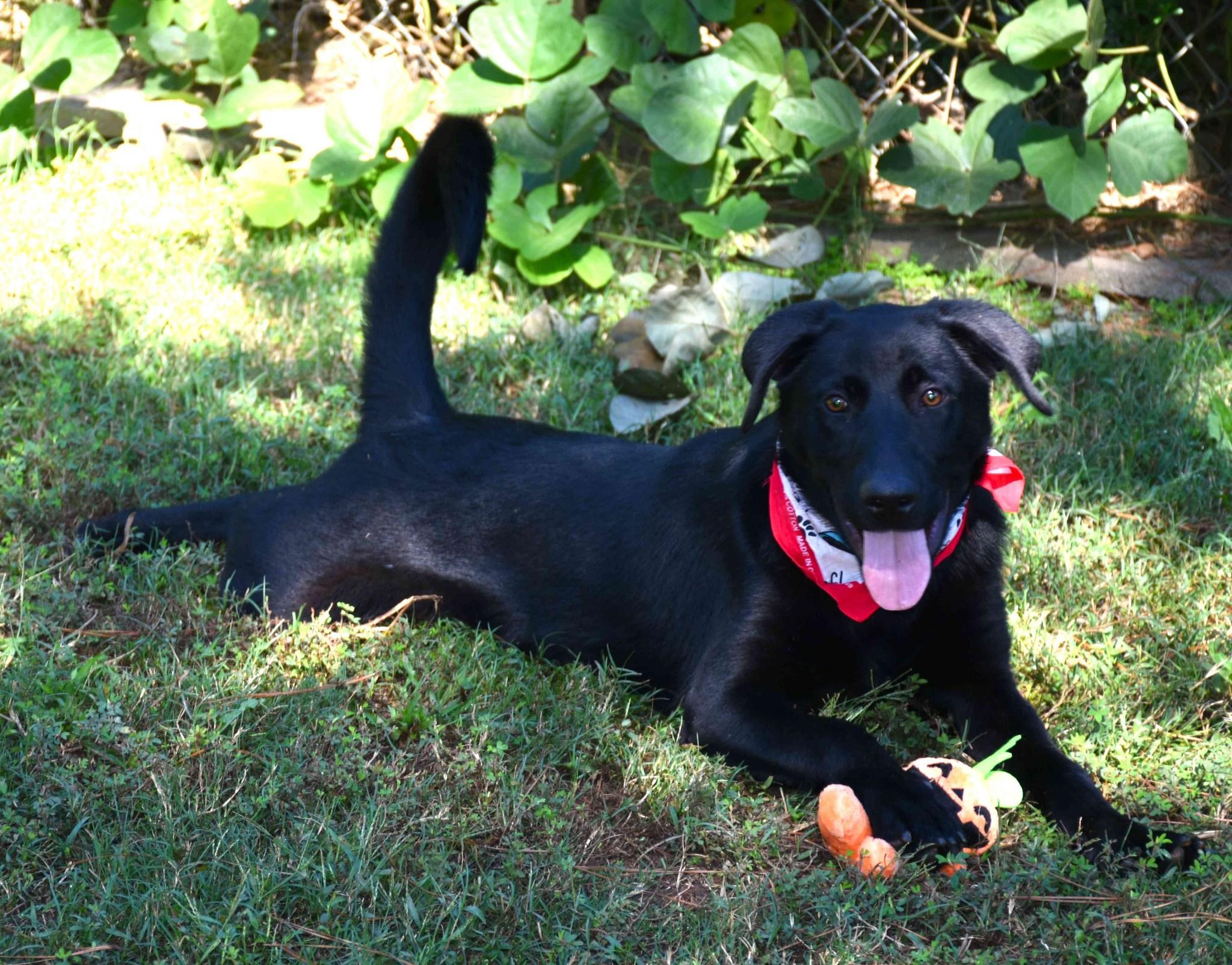 Zack, a Adoptable mixed breed in Wedowee, AL image 3/6