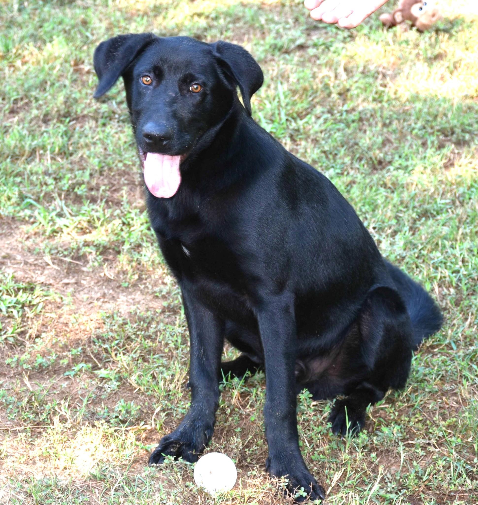 Zack, a Adoptable mixed breed in Wedowee, AL image 2/6