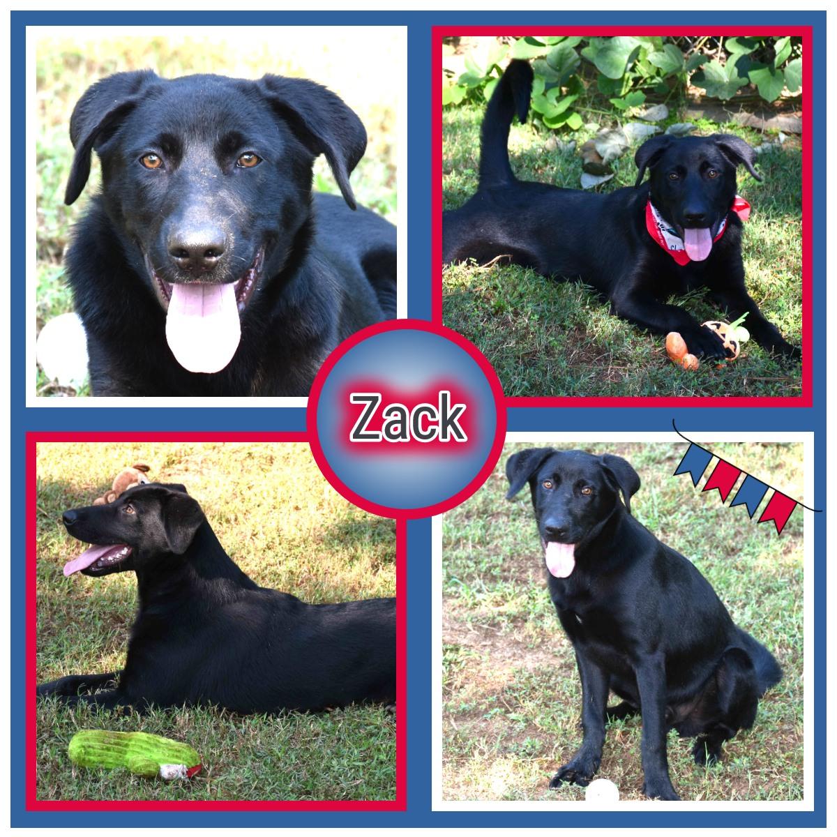 Zack, Adoptable, Young Male Black Labrador Retriever.