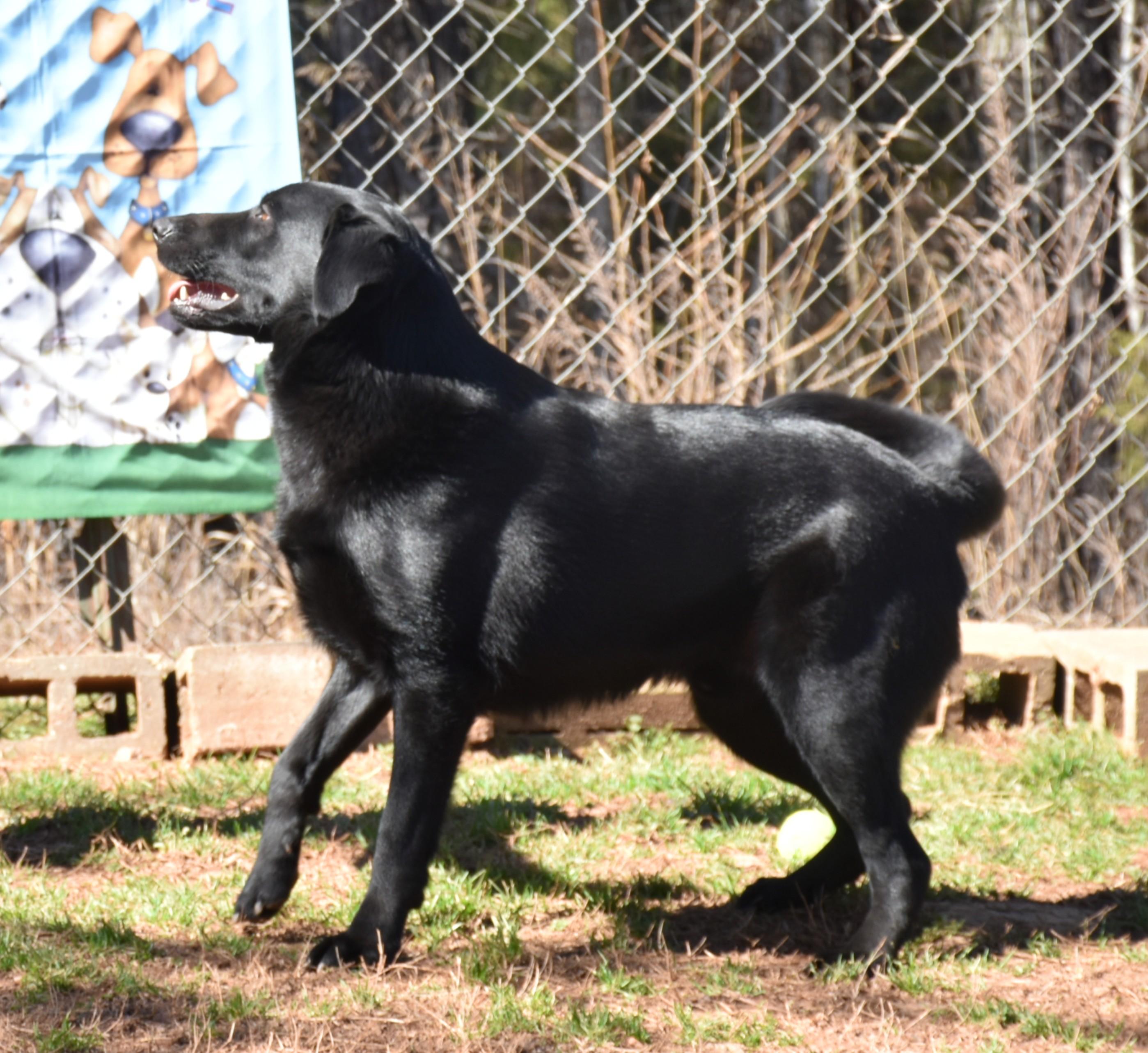 Enlarge Zack, a Adoptable mixed breed in Wedowee, AL image 5/6