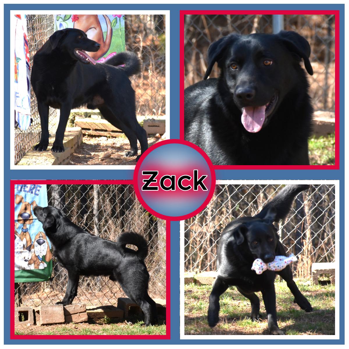Zack, Adoptable, Young Male Black Labrador Retriever.