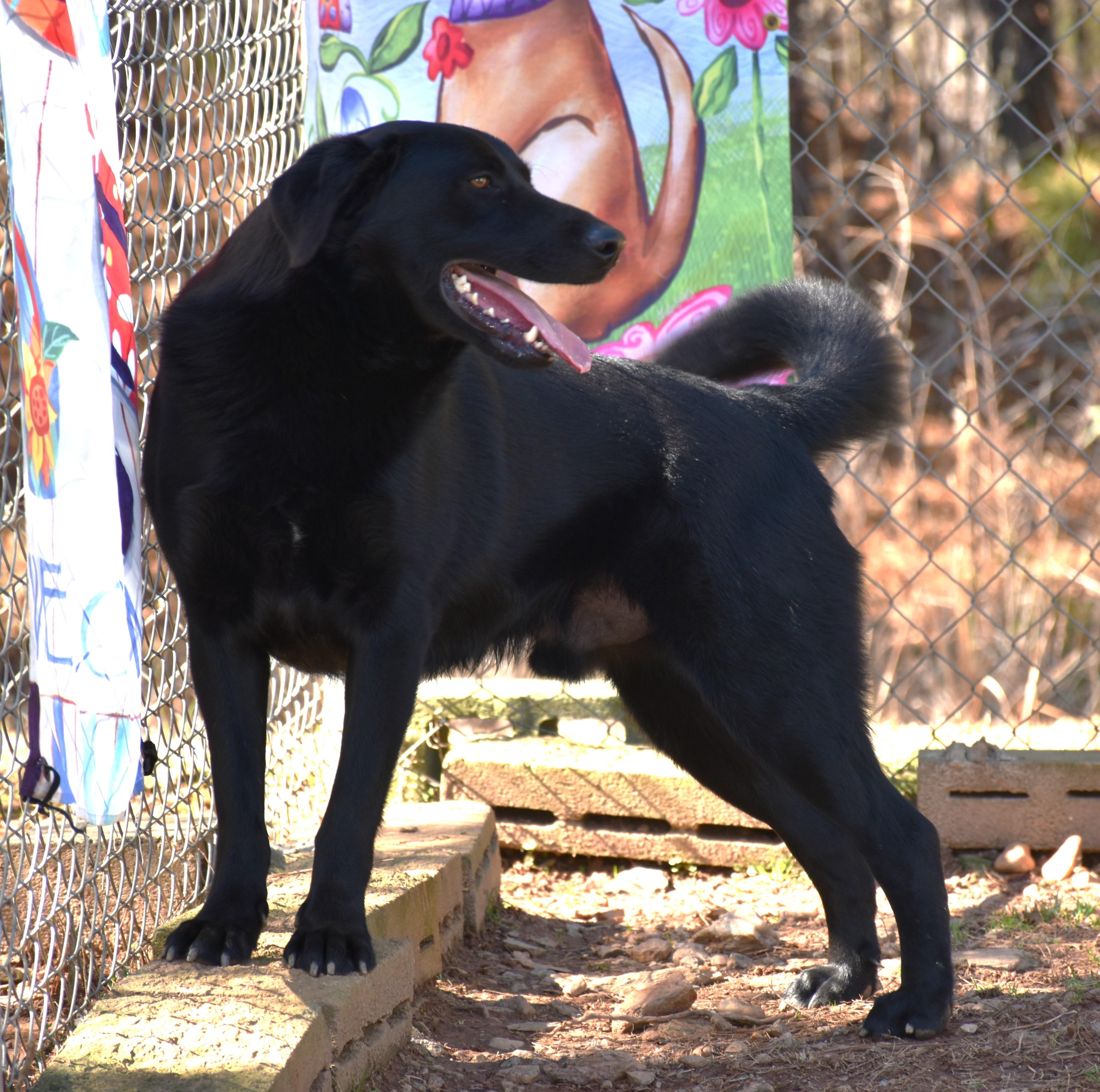 Enlarge Zack, a Adoptable mixed breed in Wedowee, AL image 6/6