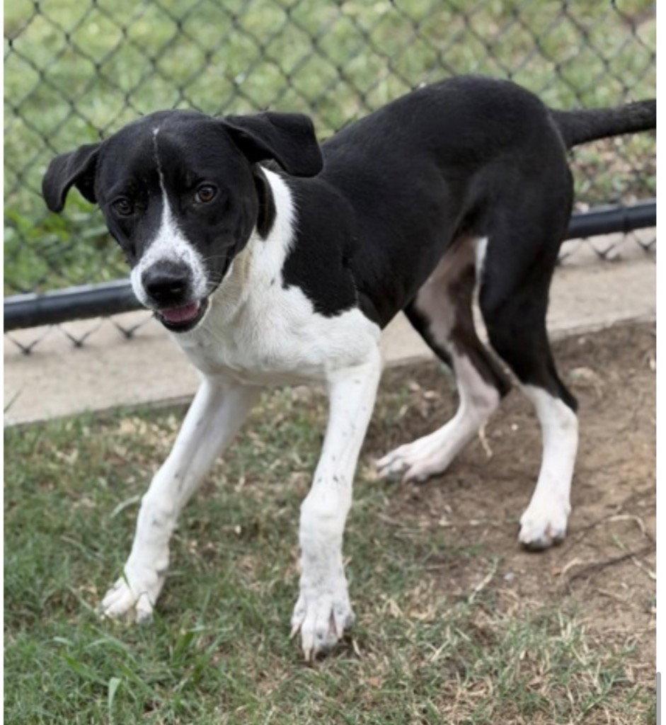 Enlarge Ranger, a Adoptable mixed breed in Bloomfield, CT image 1/3