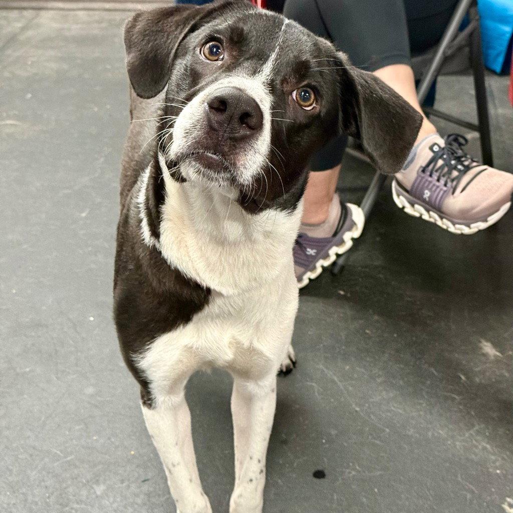 Enlarge Ranger, a Adoptable mixed breed in Bloomfield, CT image 2/3