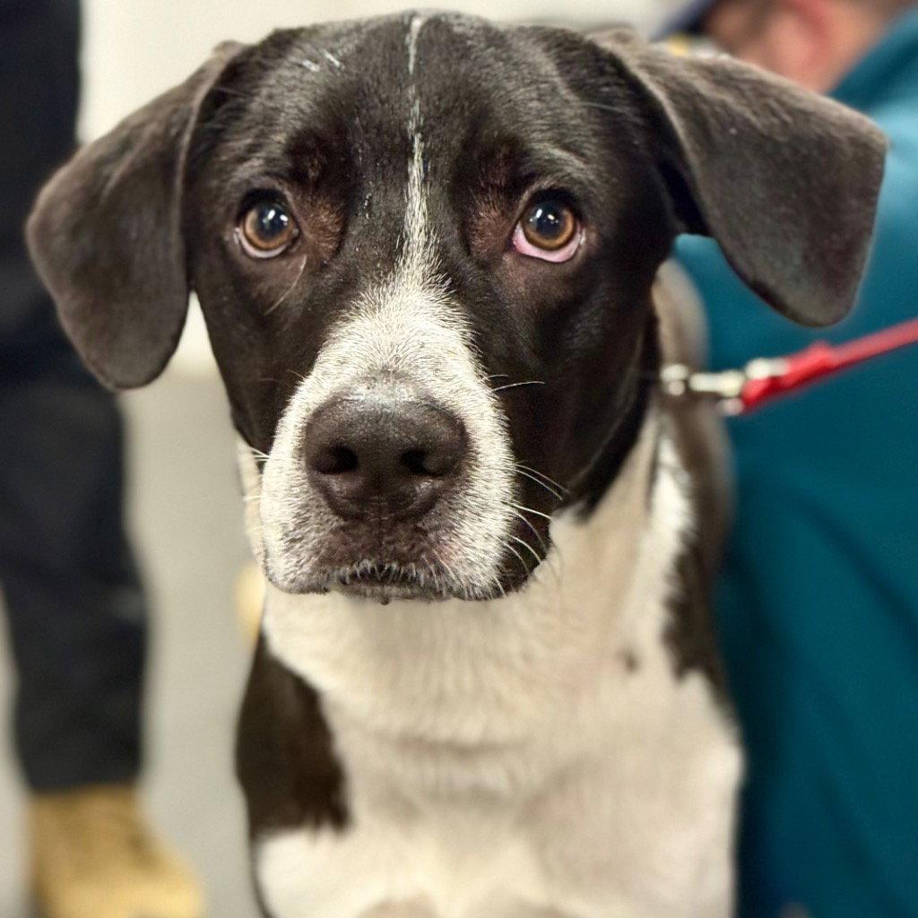 Enlarge Ranger, a Adoptable mixed breed in Bloomfield, CT image 3/3