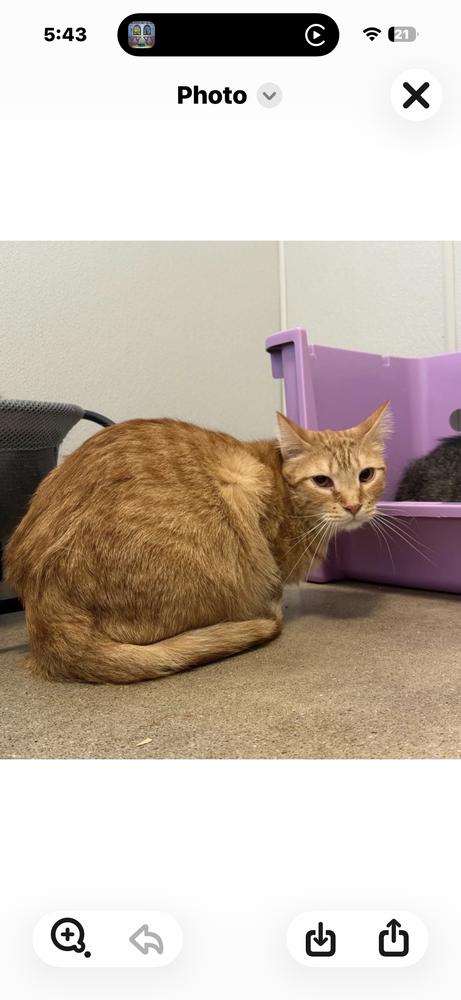 Seneca, Adoptable, Kitten Male Domestic Short Hair.